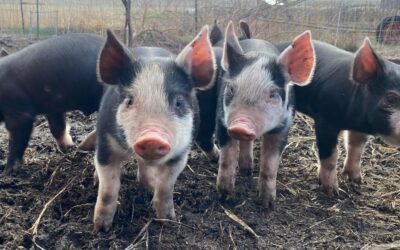 Did you know this about outdoor raised pigs?