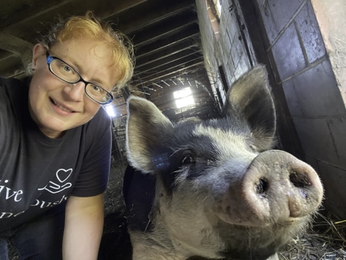 Minnesota Berkshire pigs